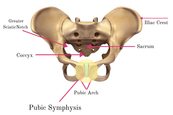 This is an anatomical image of the pelvic bone showing where the location of symphysis pubis dysfunction