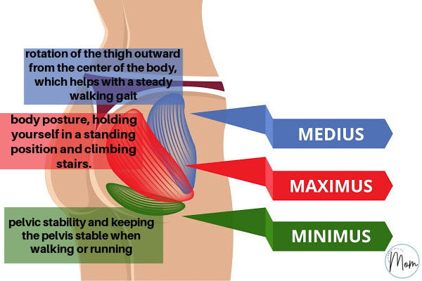 image of glute muscles and how they all work in the body.