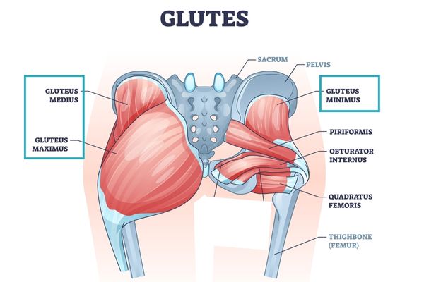 Infographic of glute anatomy for glute activation exercises